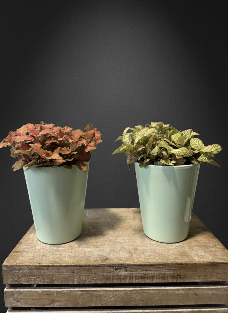Dúo plantas interior en maceta